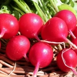 Kako posaditi rotkvice u jajne ćelije